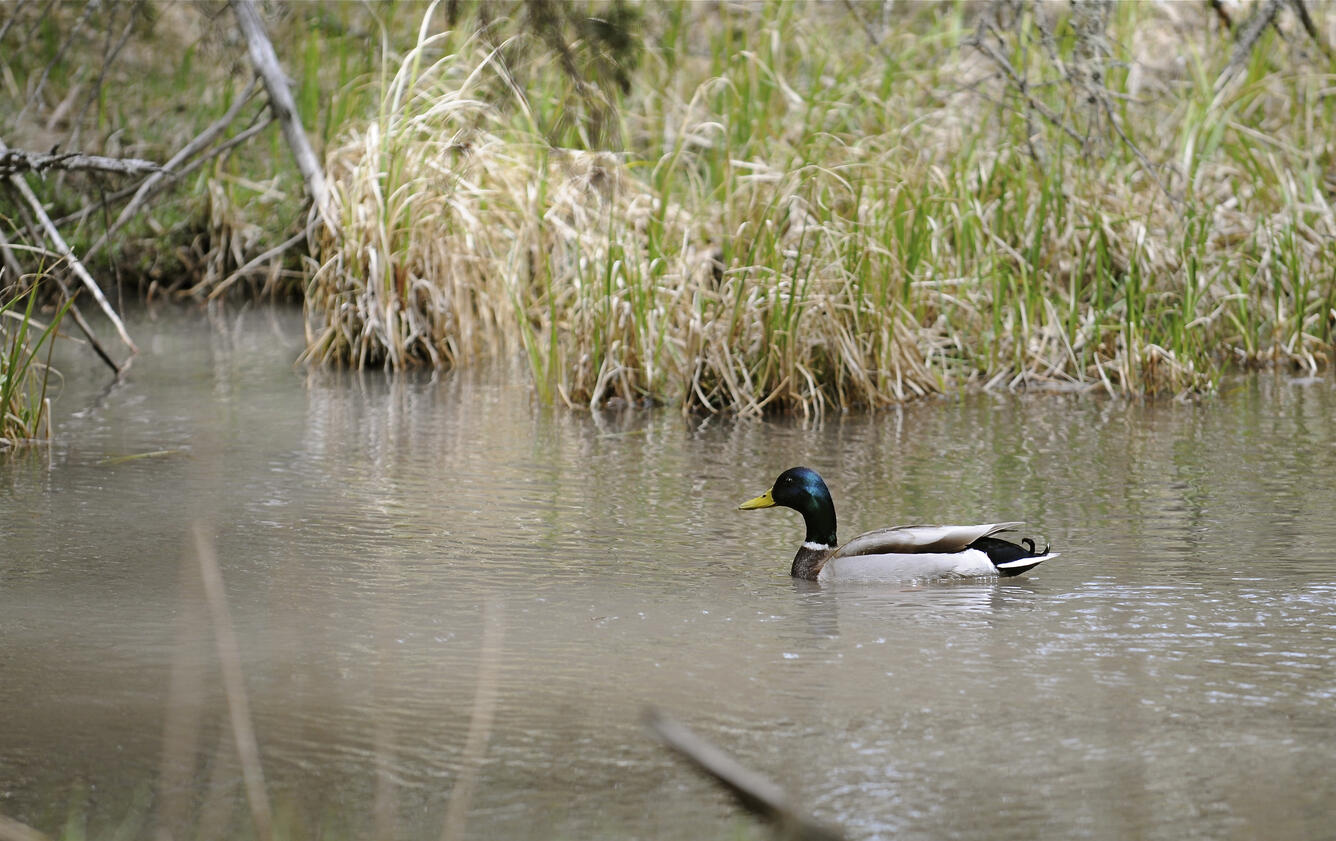 A mallard swims through a wetland in Montana