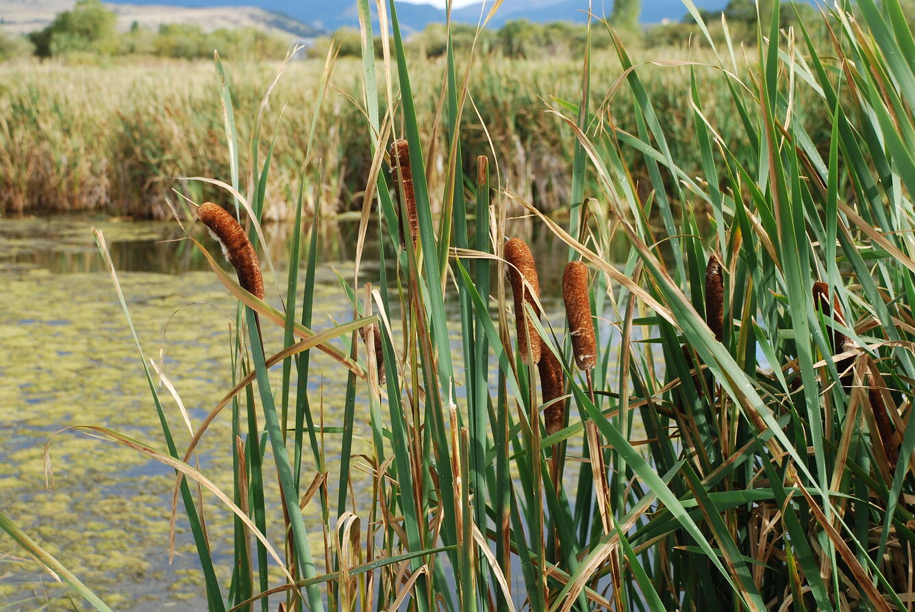Image of cattails at a wetland site near Bozeman, Montana. 