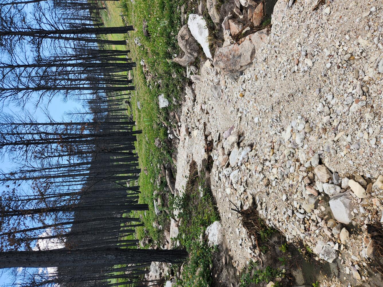 mud, cobbles and small boulders in a channel that is surrounded by burned trees