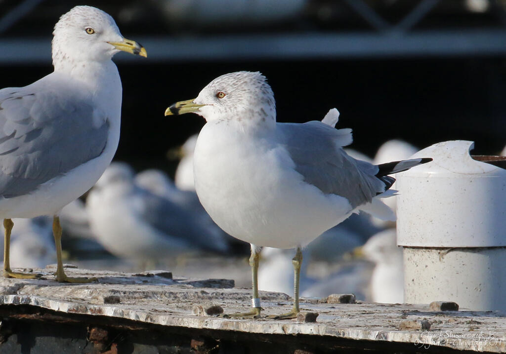 A gull with a metal band on its leg, sitting on a pier with a flock of gulls