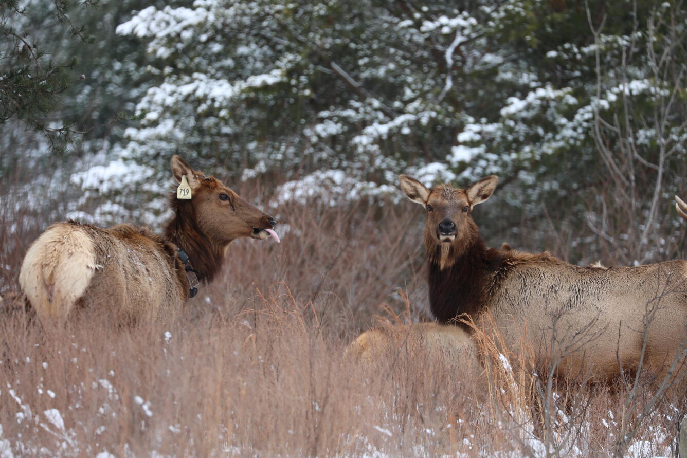 A cow elk with tongue sticking out at a second cow elk.