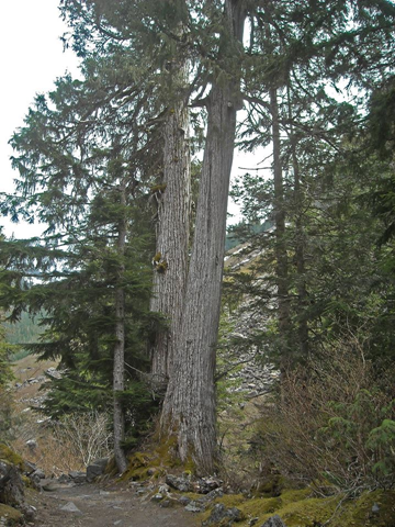 This photo shows a panoramic view of a wetland surrounded by dense forest.