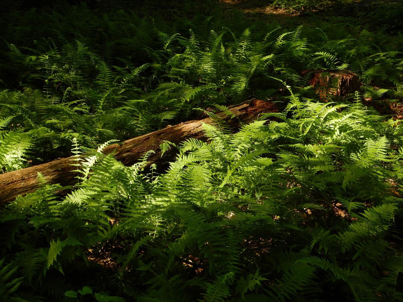 This image shows various fern species covering the ground around a fallen tree.