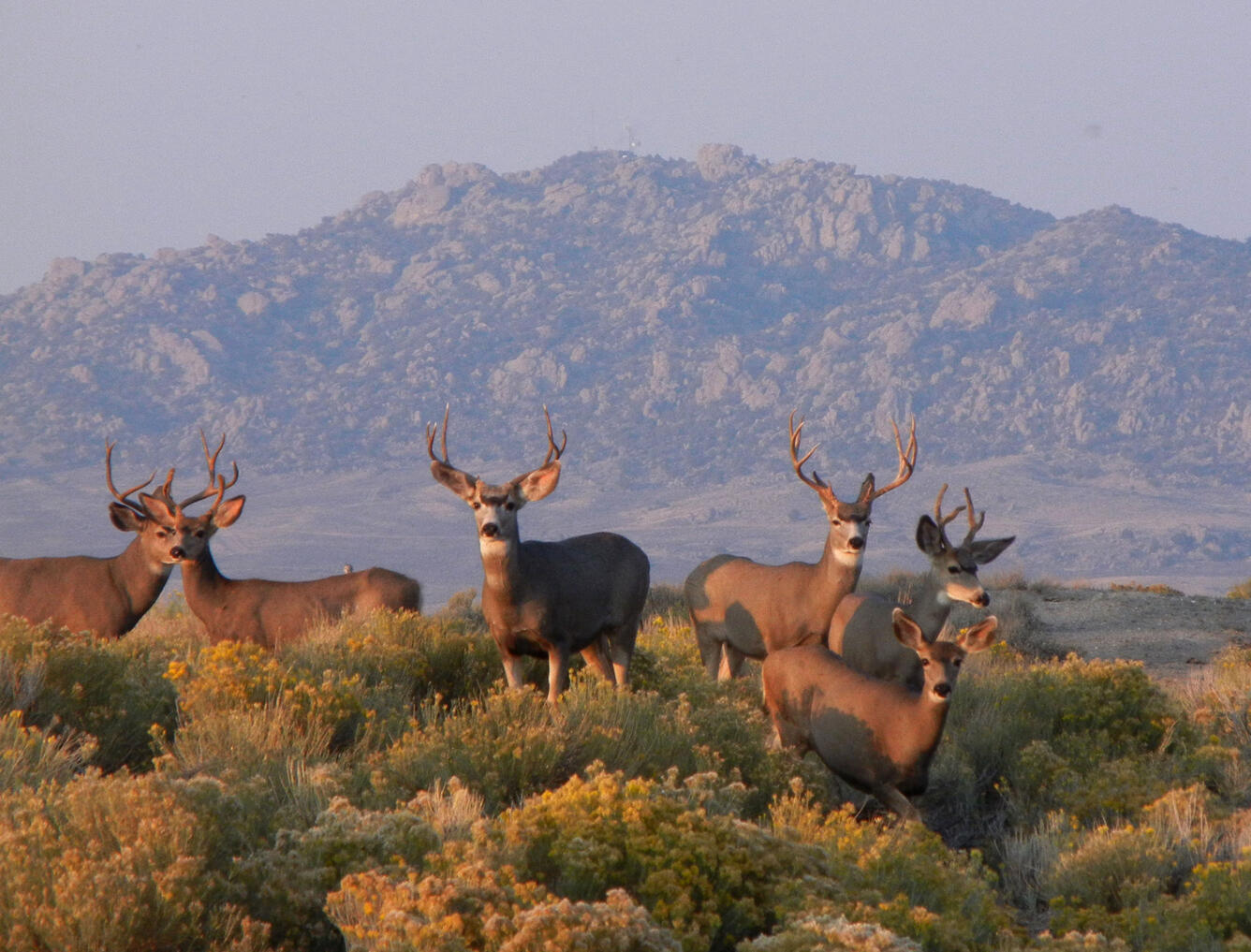 Mule deer (Odocoileus hemionus) in the western United States that are susceptible to chronic wasting disease