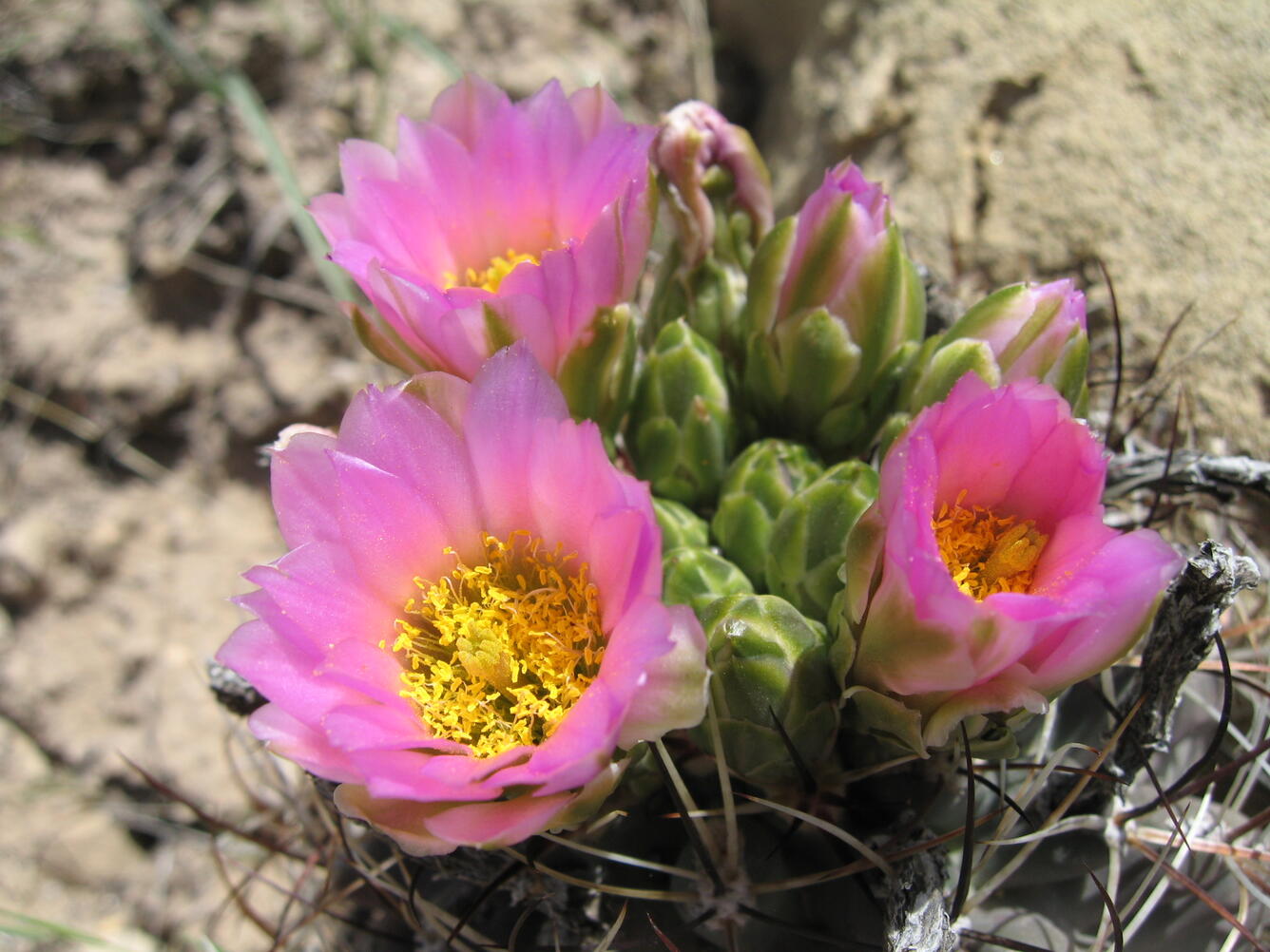 photo of three fuchsia cactus flowers