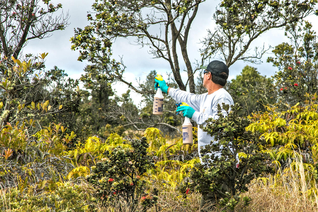 A person points two spray bottles at some trees