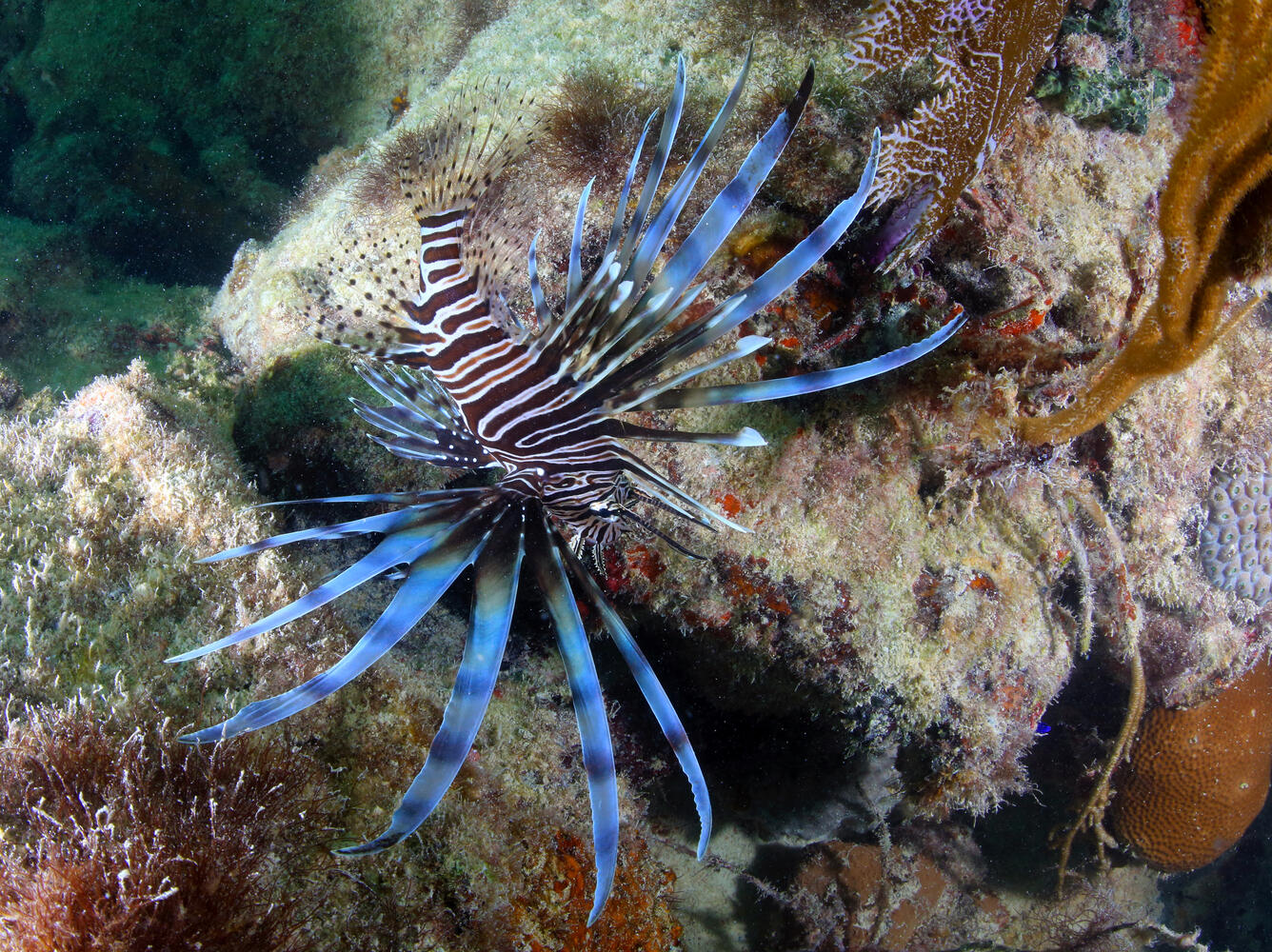 Juvenile lionfsh swimming near coral reef