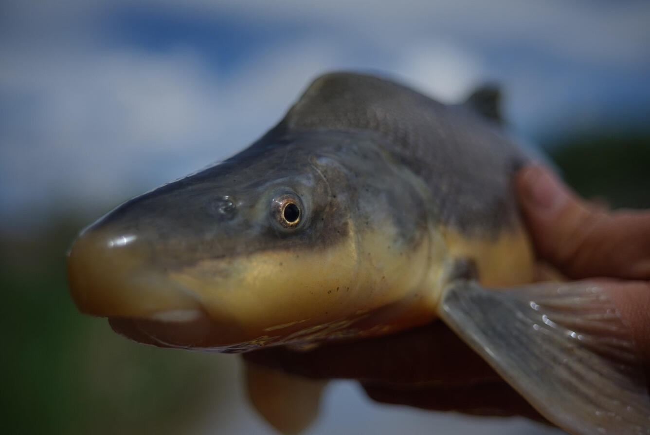 Closeup of the head of a Endangered razorback sucker