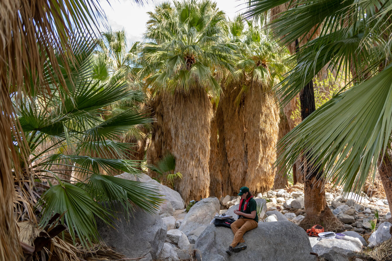 Scientist collects dragonfly larvae in an arid environment for the Dragonfly Mercury Project