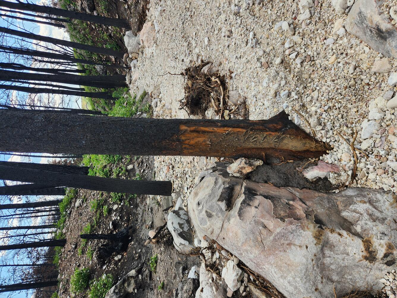 burned tree that has been partially stripped of bark in a sediment-filled channel