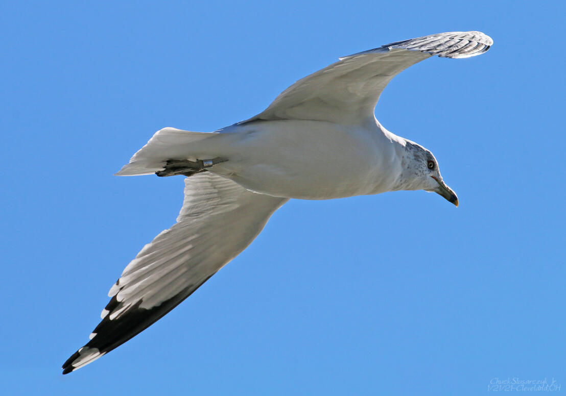 A gull with a metal leg band in flight the blue sky, wings extended