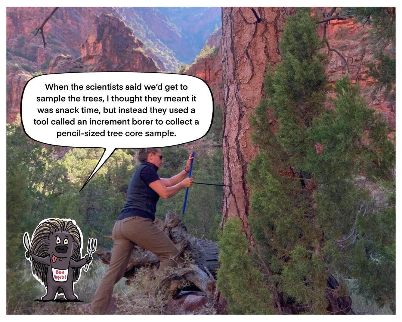 A scientist samples a Ponderosa pine. 