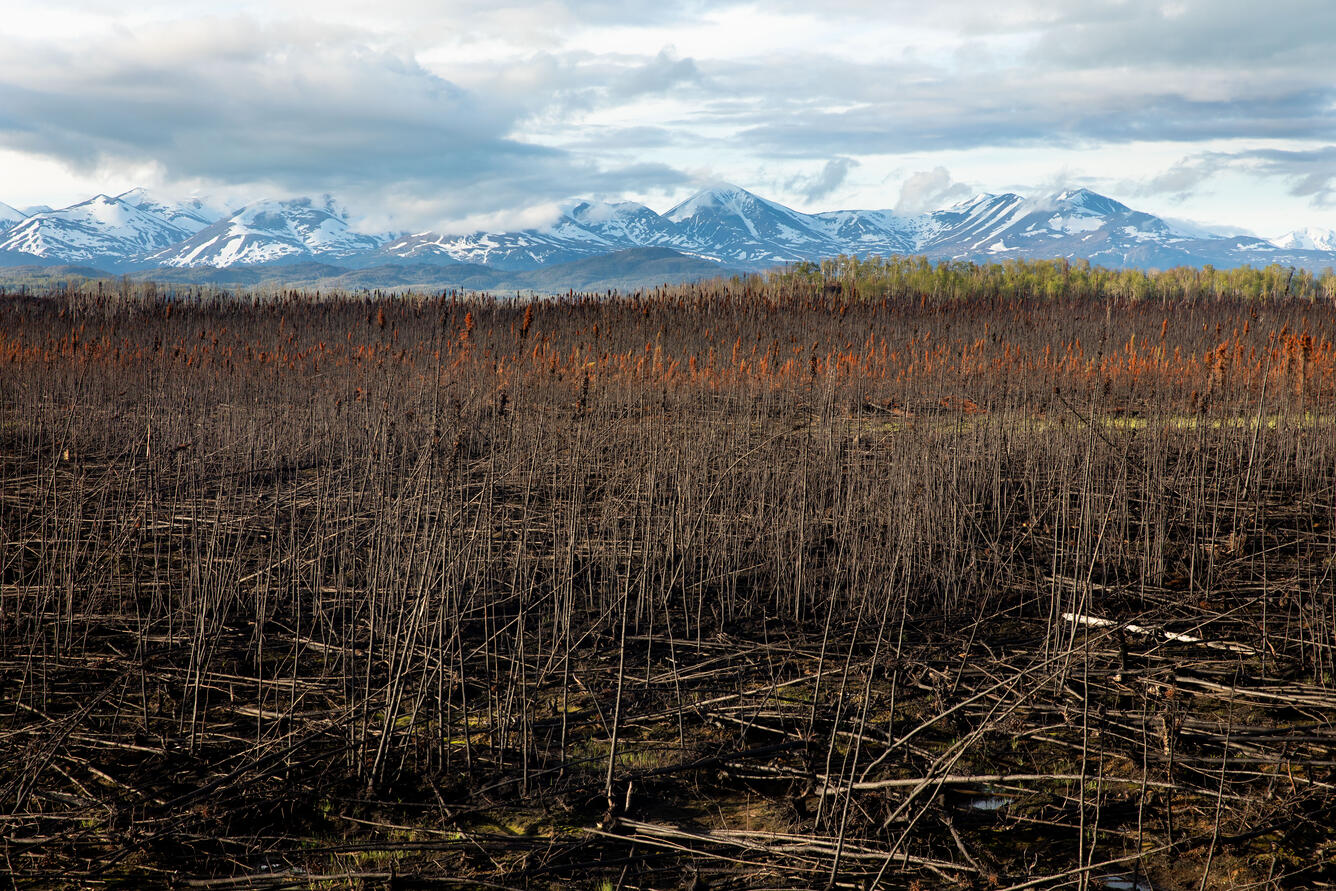 Blackened landscape with snow-capped mountains in distance