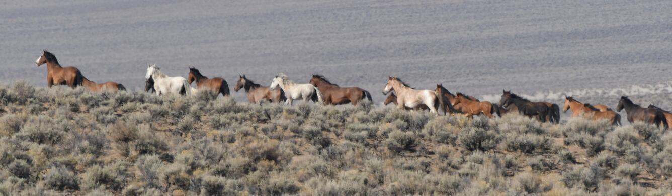 photo of horses running along a hillside 