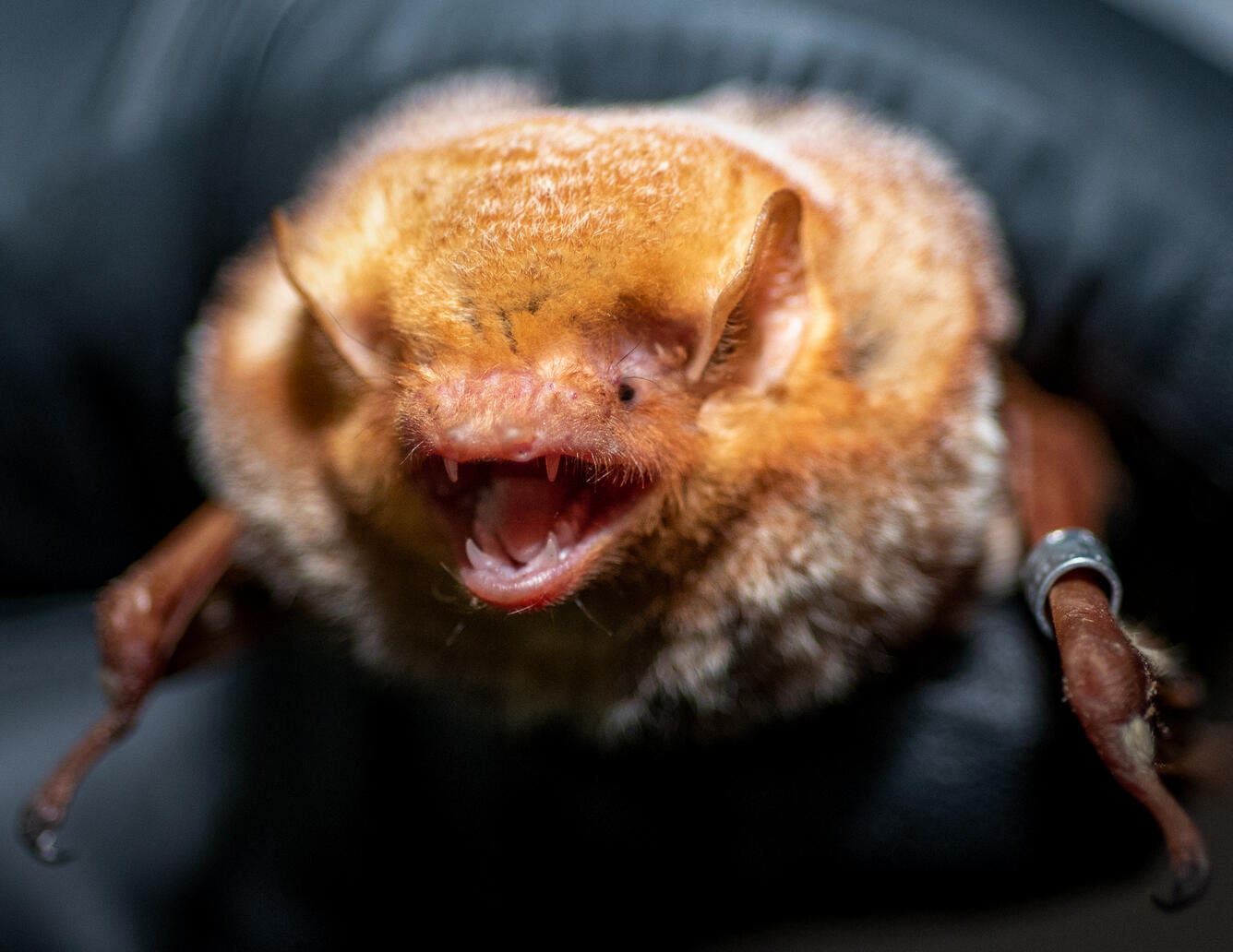 Eastern Red Bat
