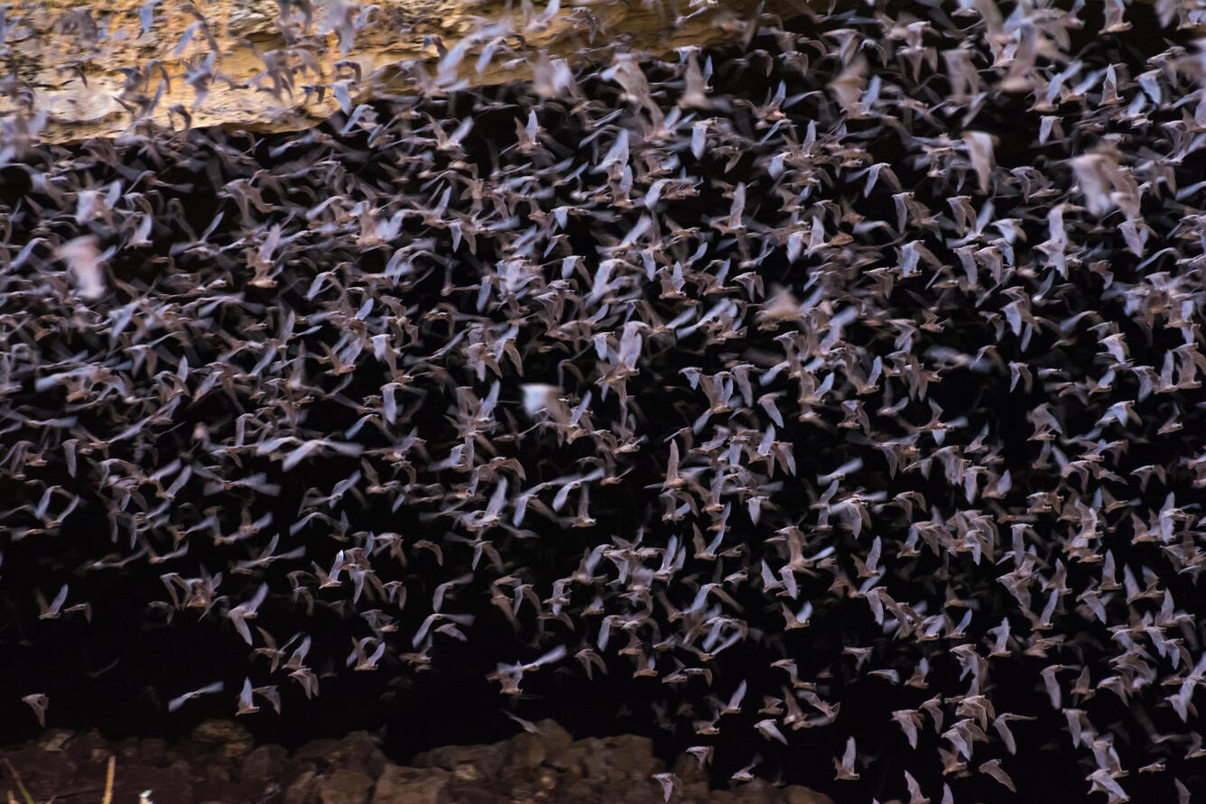 hundreds of bats flying together against a black background