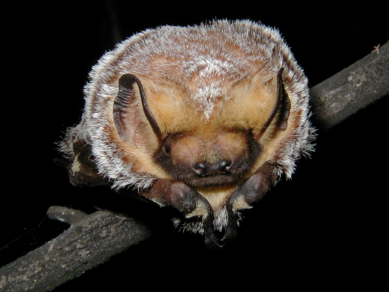 close up photo of a Hoary bat face