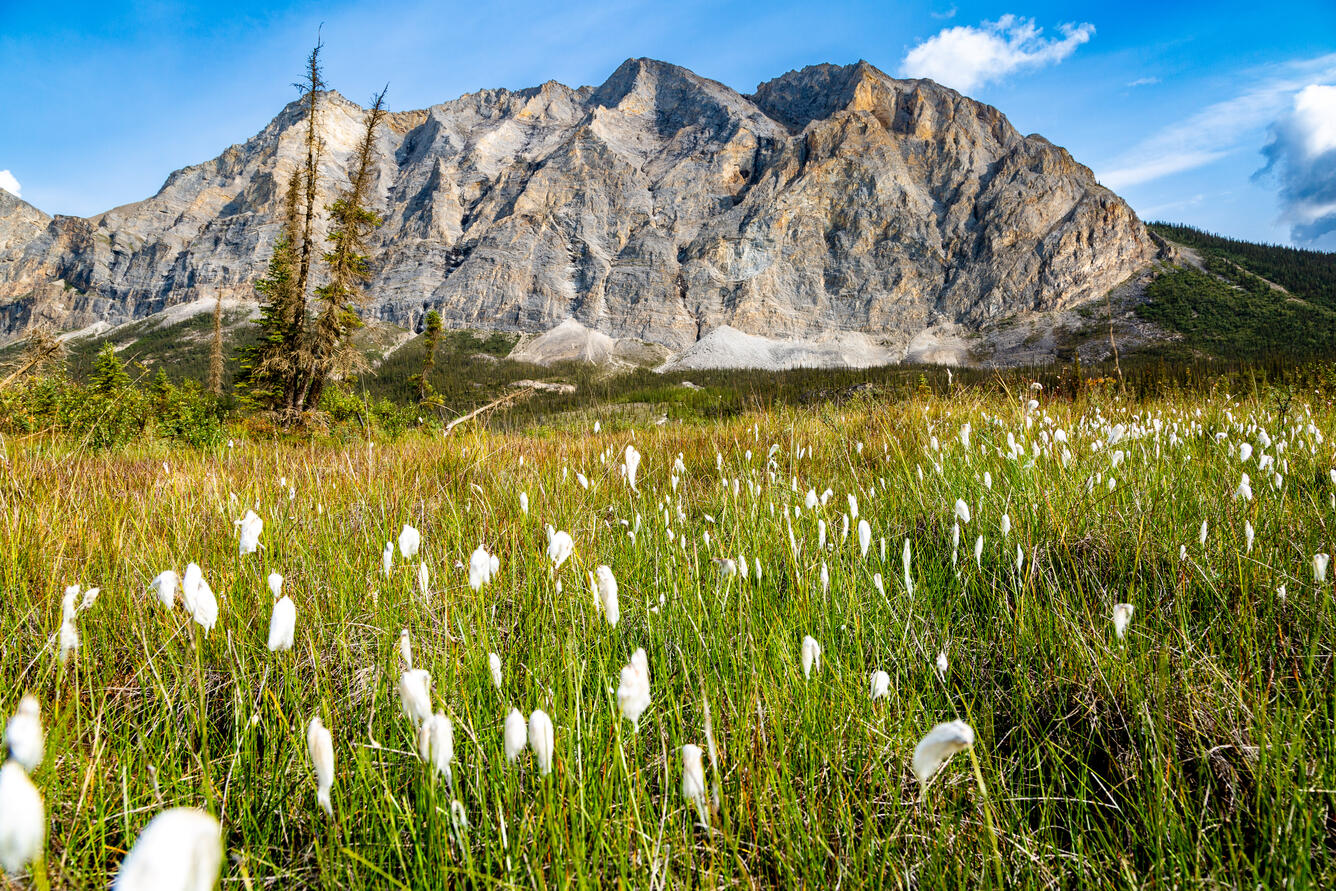 a mountain in the background, grasses and white flowers in the foreground