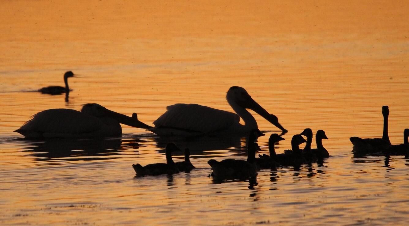 Silhouettes of birds at sunset at Bear River Migratory Bird Refuge 