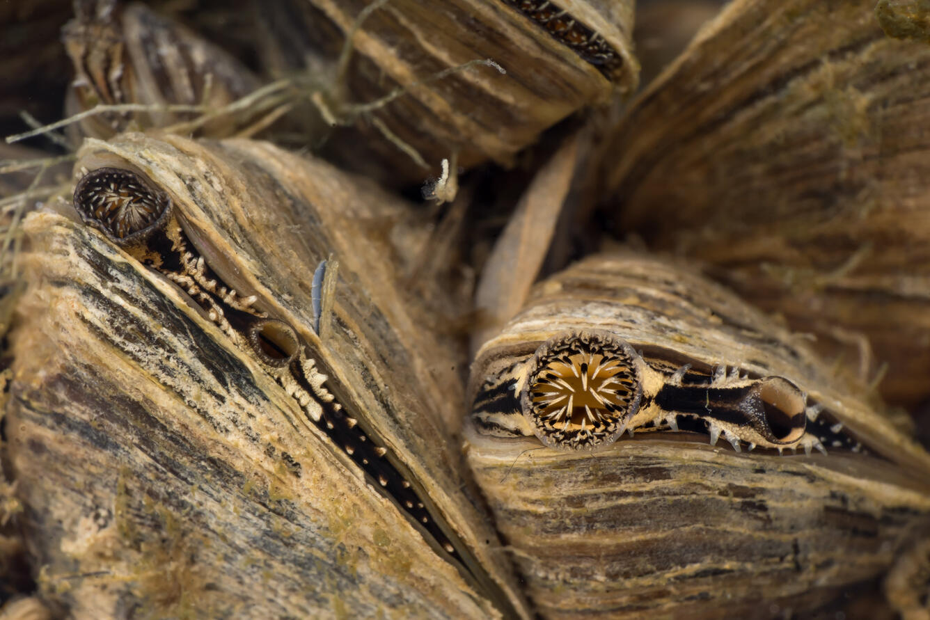 Close up of zebra mussel siphons