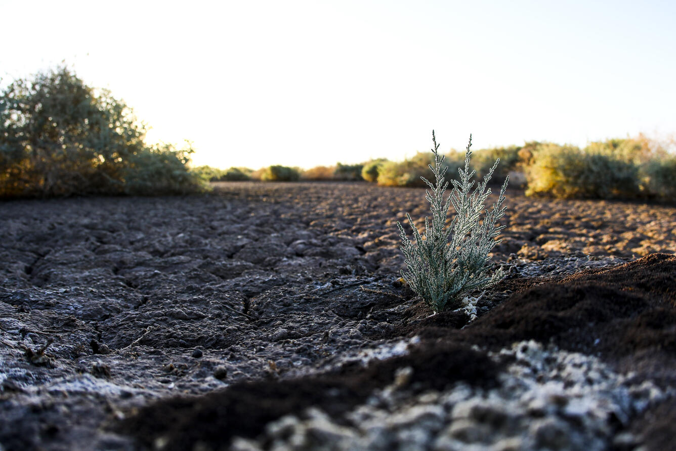 Salt cedar growing out of the mud