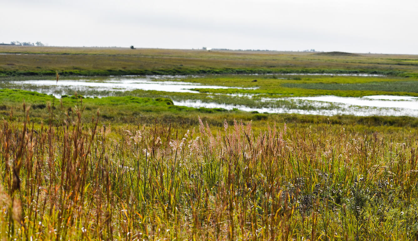A small wet area surrounded by grassy vegetation