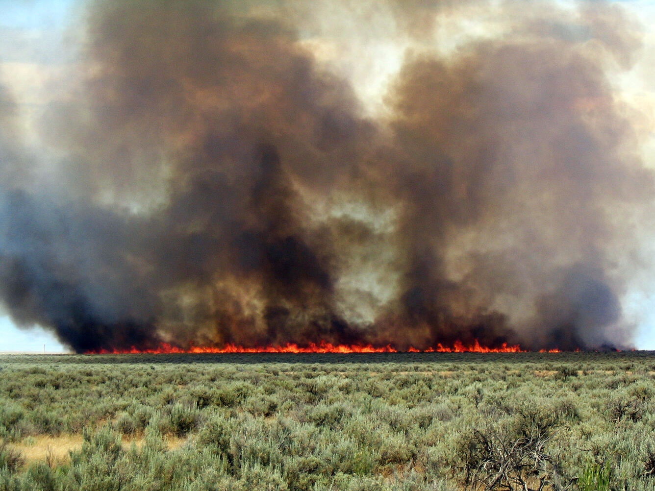 A fire burns on a landscape of shrubby vegetation with thick black smoke