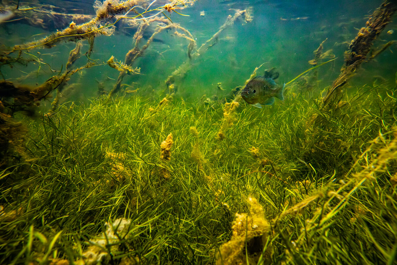 A bluegill visits submerged aquatic vegetation