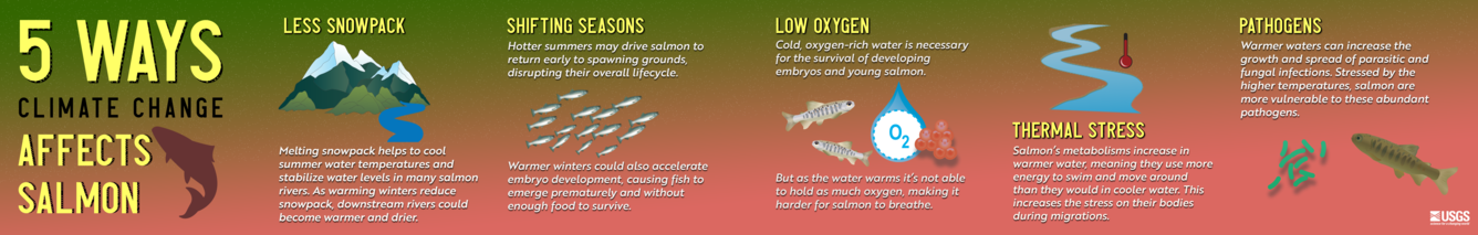 An infographic describing five ways climate change is affecting Salmon.