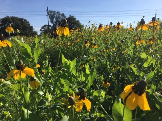 A field of great coneflower (Rudbeckia maxima) in bloom at the Wetland and Aquatic Research Center's restored coastal prairie