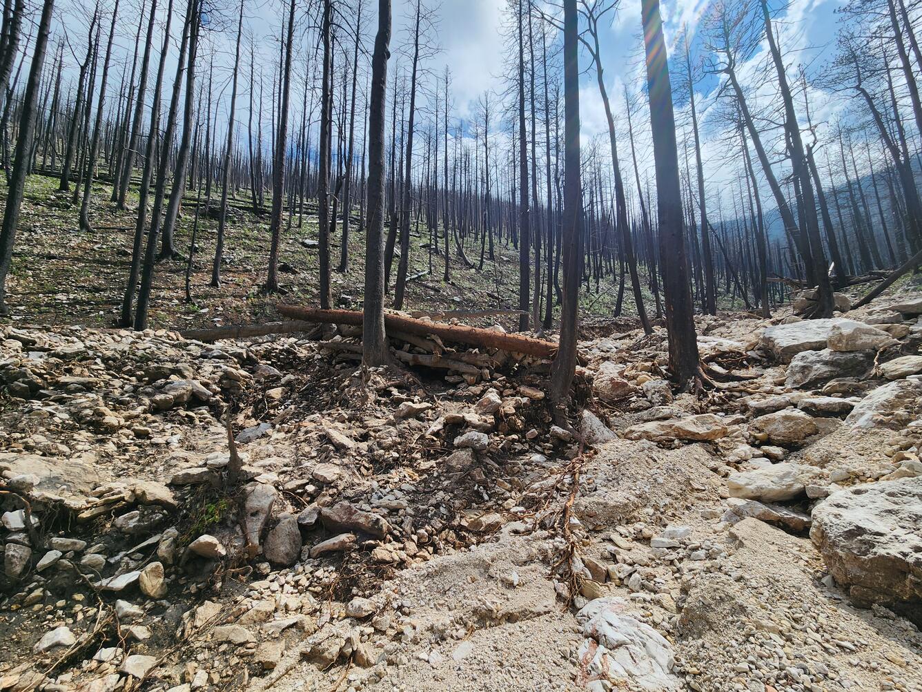 downed trees form a dam in a rocky channel within a burn area