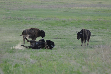 This photo shows a far-away view of three bison in a field. Two of the bison are standing up while one is on the ground.
