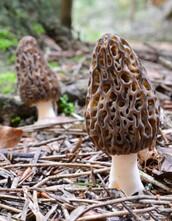 This image shows two morel mushrooms growing on the forest floor.