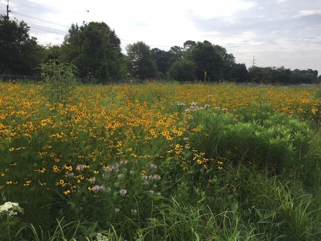 Native plants in bloom at the restored coastal prairie in Lafayette, LA