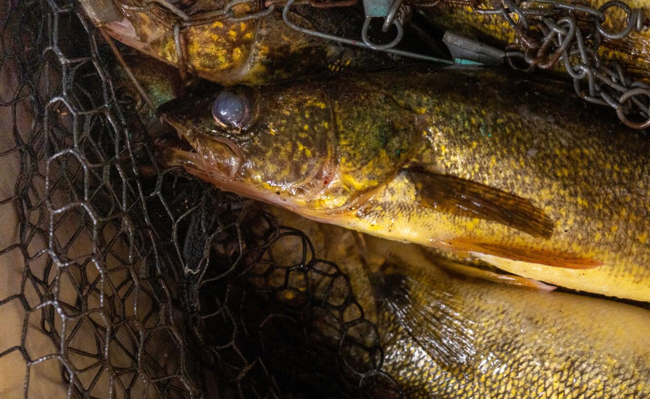 Close up of fish in net