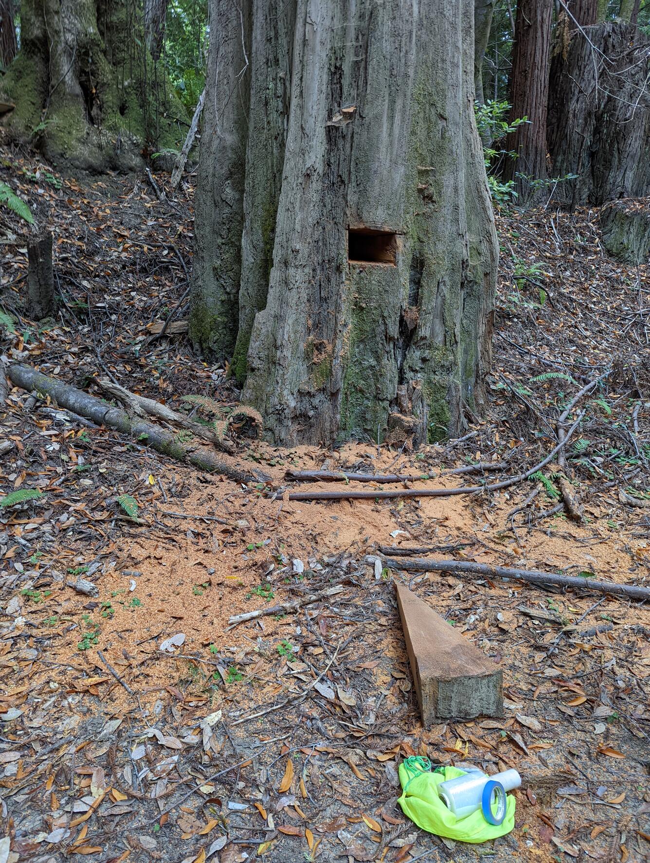 A tree stump with a rectangle box removed from the middle.