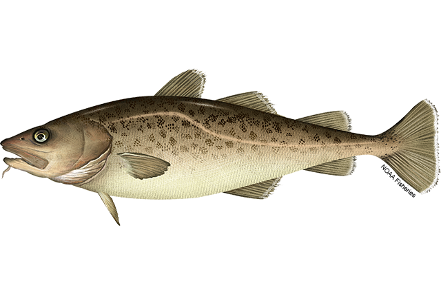Graphic depiction of a brownish, grayish fish with dark speckles along its side