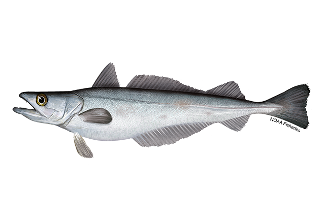 Graphic depiction of a silver, grayish, and black fish