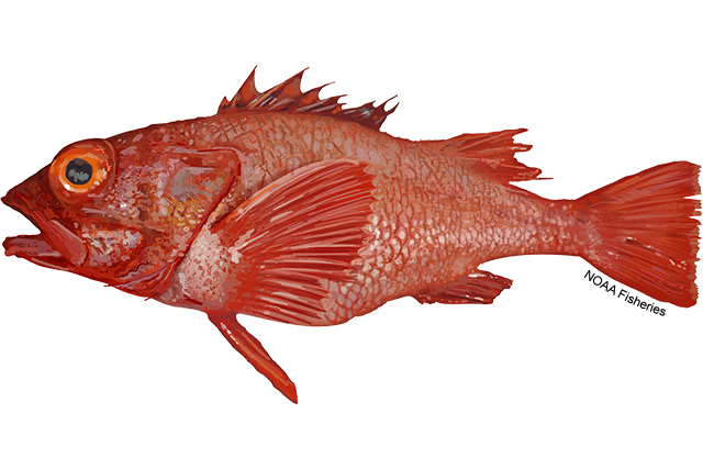 Graphic depiction of a reddish fish with large eyes