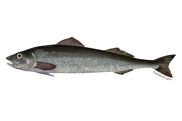 Graphic depiction of a gray, black and brown fish