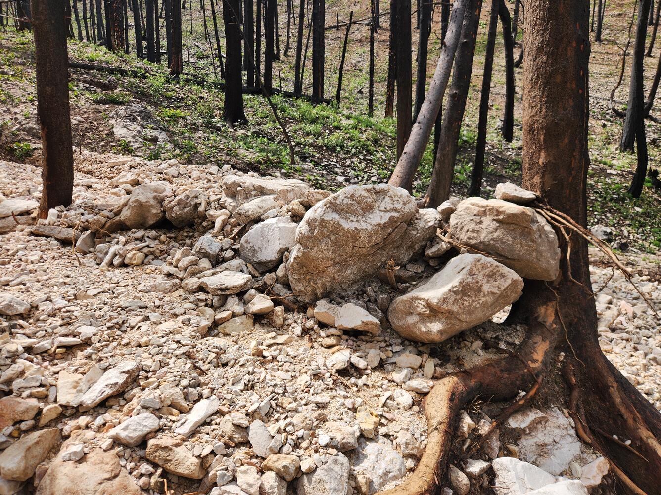linear deposit of rocks and boulder resting against a tree