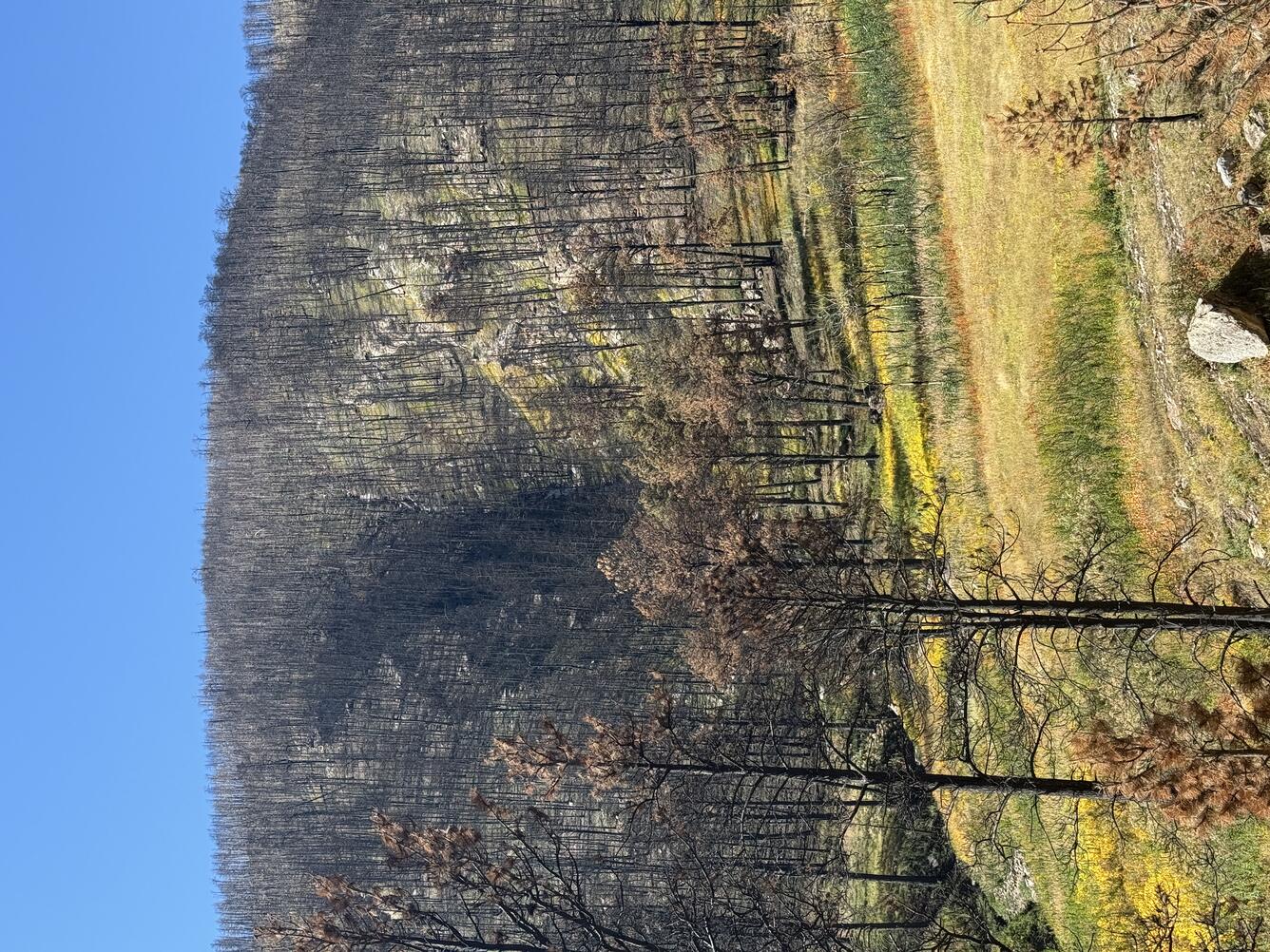looking upslope into a burned watershed with little vegetation and burned trees
