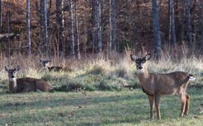 This image shows three White-Tailed Deer within tall grass.