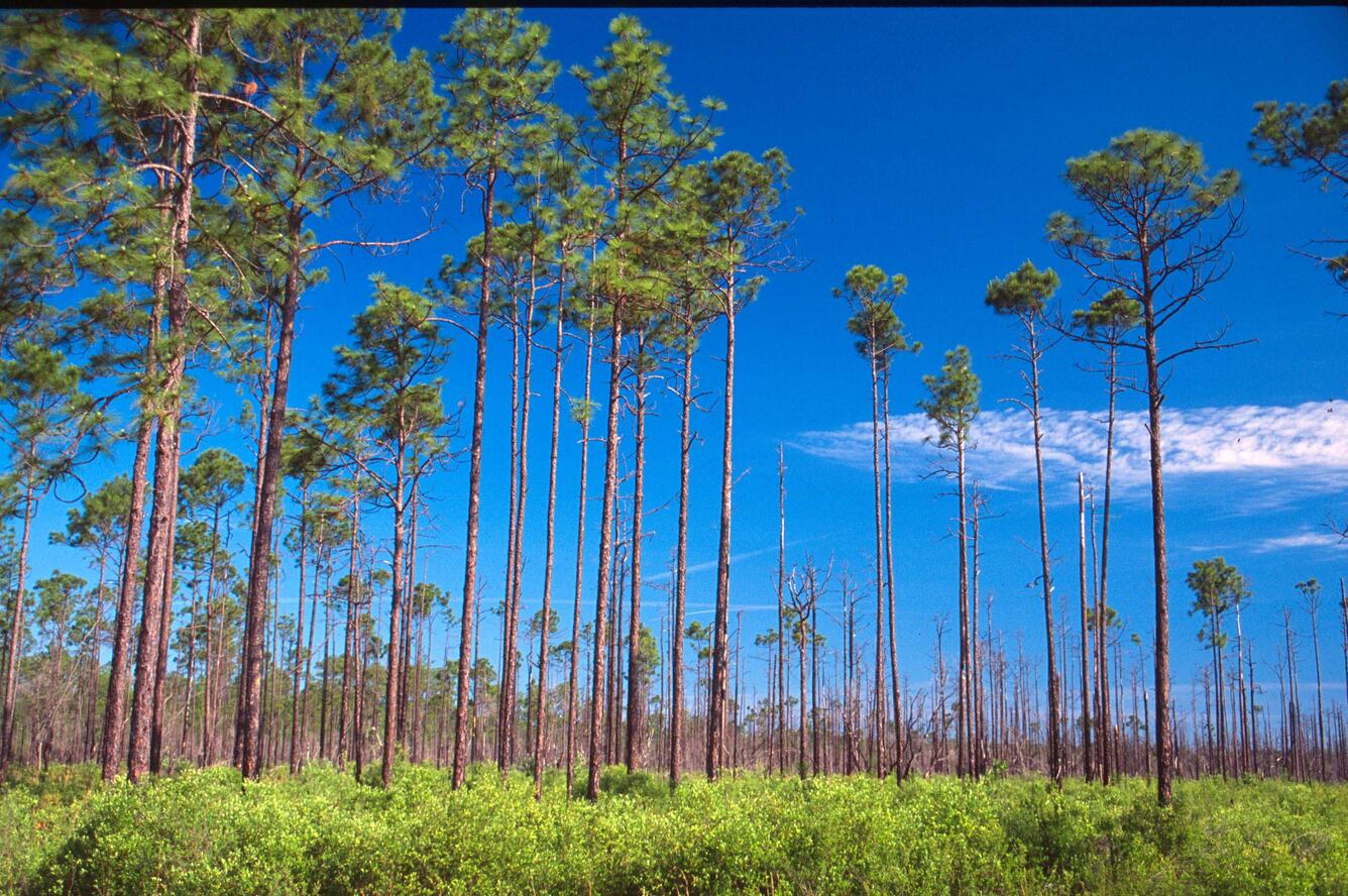 A thinned stand of slash pine forest in the Southern Coastal Plain