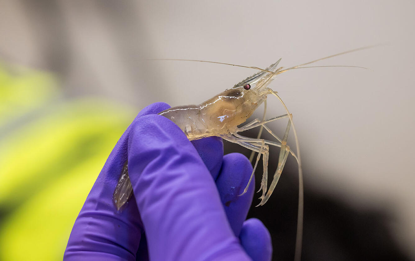 Shrimp are tested for levels of toxins found in Harmful Algal Blooms (HABs).