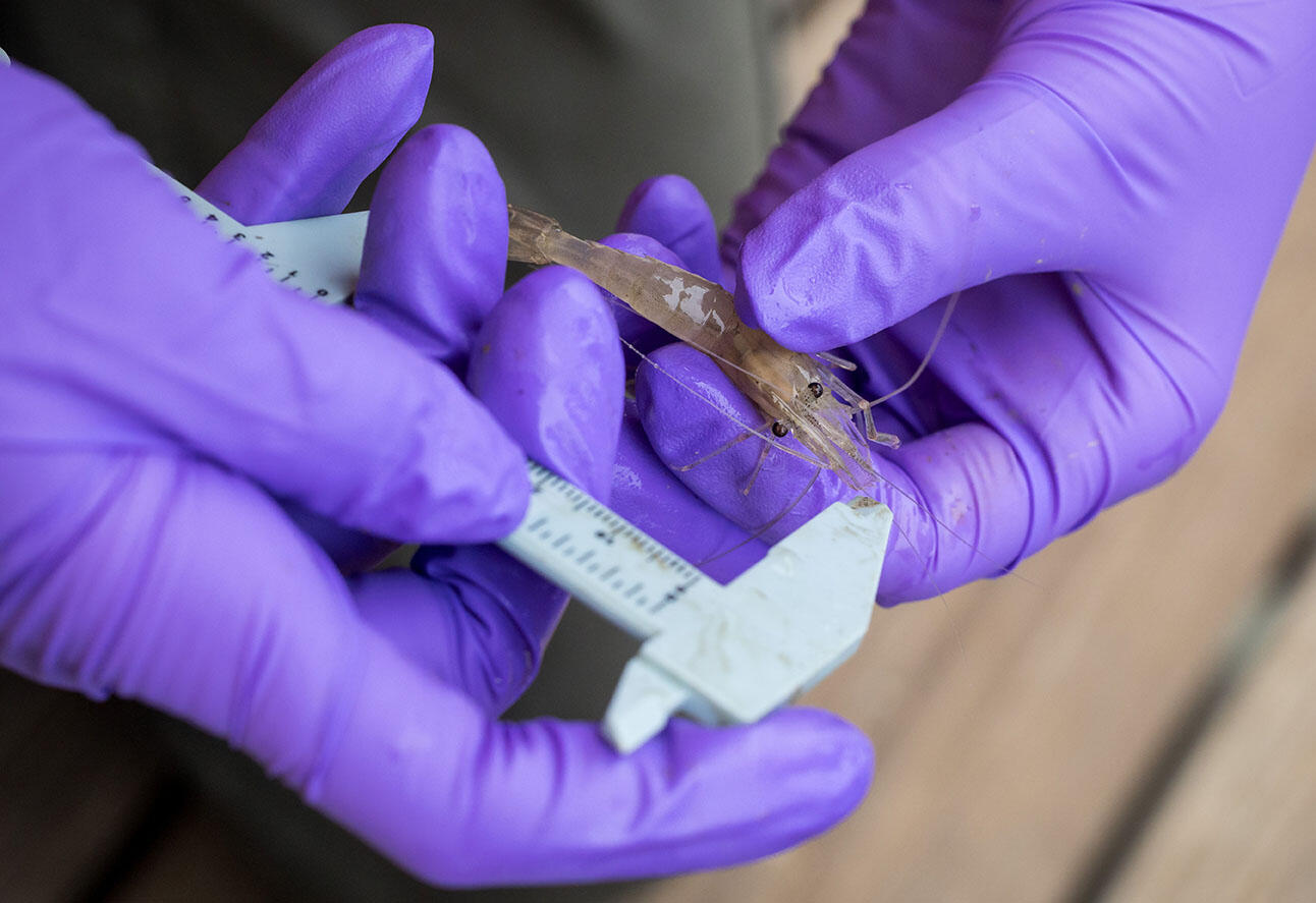 Calipers being used to measure shrimp