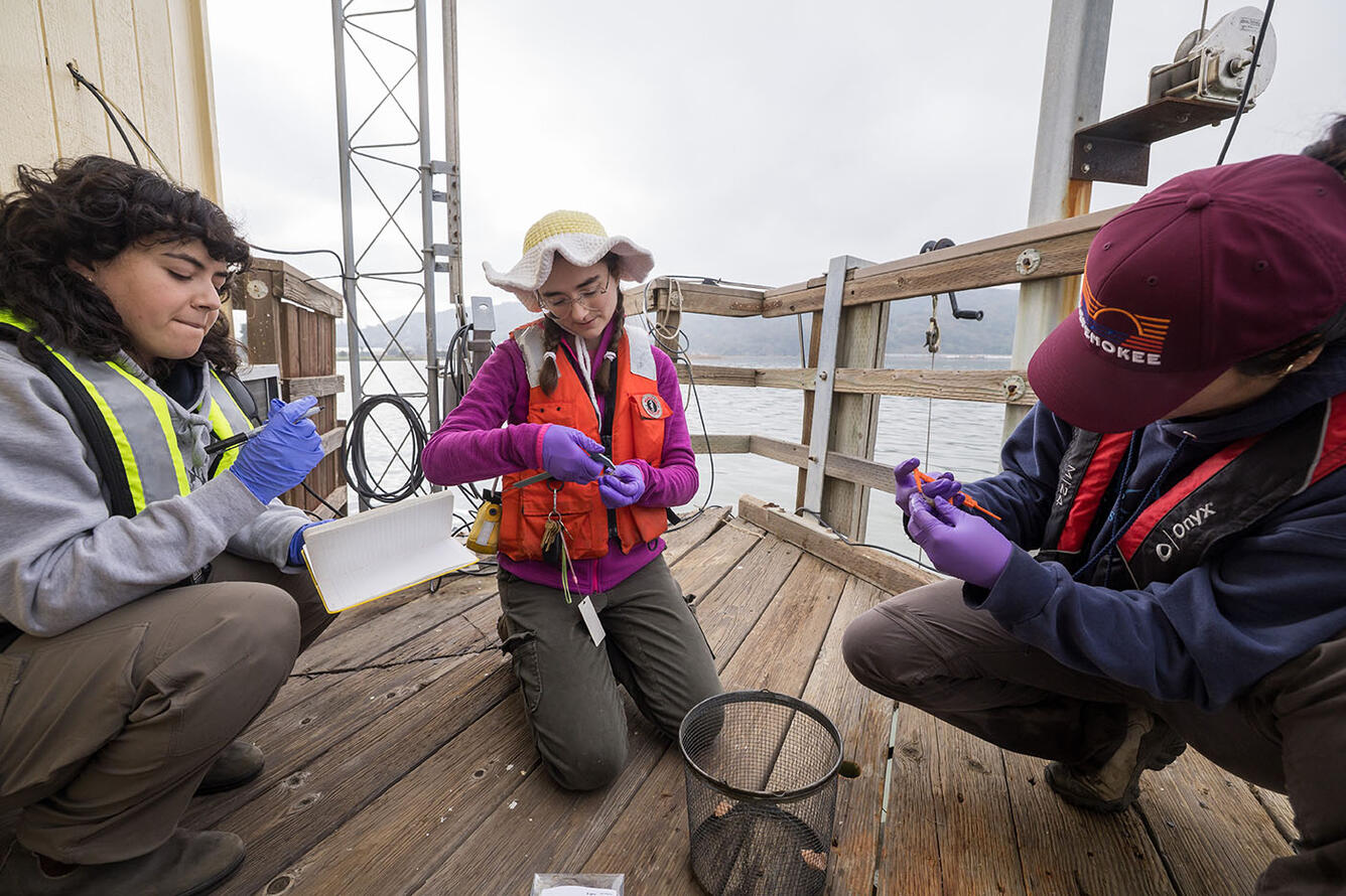 Gathering and measuring shellfish samples collected at Martinez Harbor, Contra Costa County, California