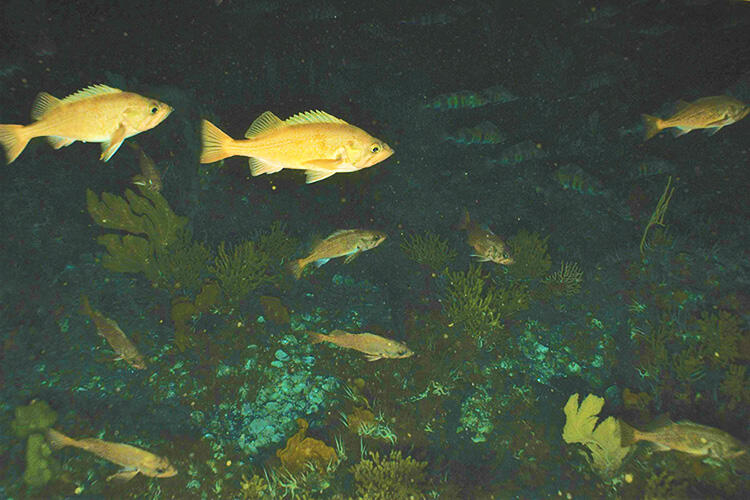 Underwater image of reddish orange fish and green vegetation