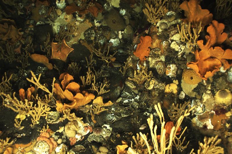 Underwater view of deepwater coral and sponges