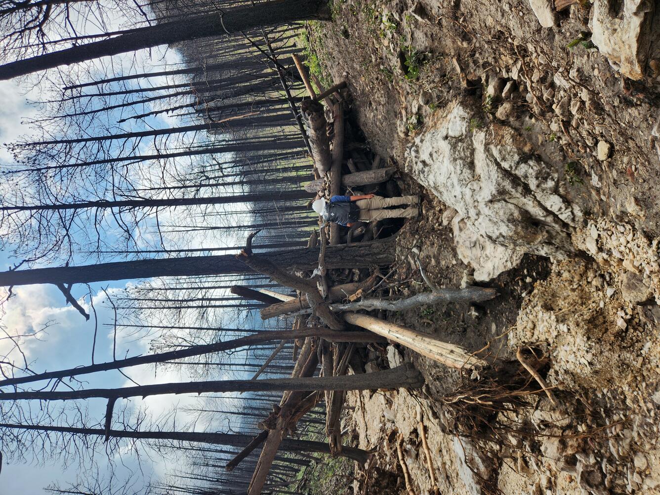 large wood dam created by standing trees in a channel